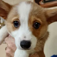 Brownie, a male Pembroke Welsh Corgi for sale in Goodlettsville, TN – Photo 4 of 8