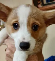Brownie, a male Pembroke Welsh Corgi for sale in Goodlettsville, TN – Photo 4 of 6