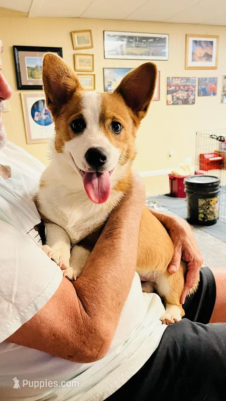 Brownie – Pembroke Welsh Corgi puppy for sale in Goodlettsville, TN