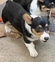 Bluey, a male Pembroke Welsh Corgi for sale in Goodlettsville, TN – Photo 3 of 6