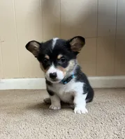Bluey, a male Pembroke Welsh Corgi for sale in Goodlettsville, TN – Photo 5 of 6