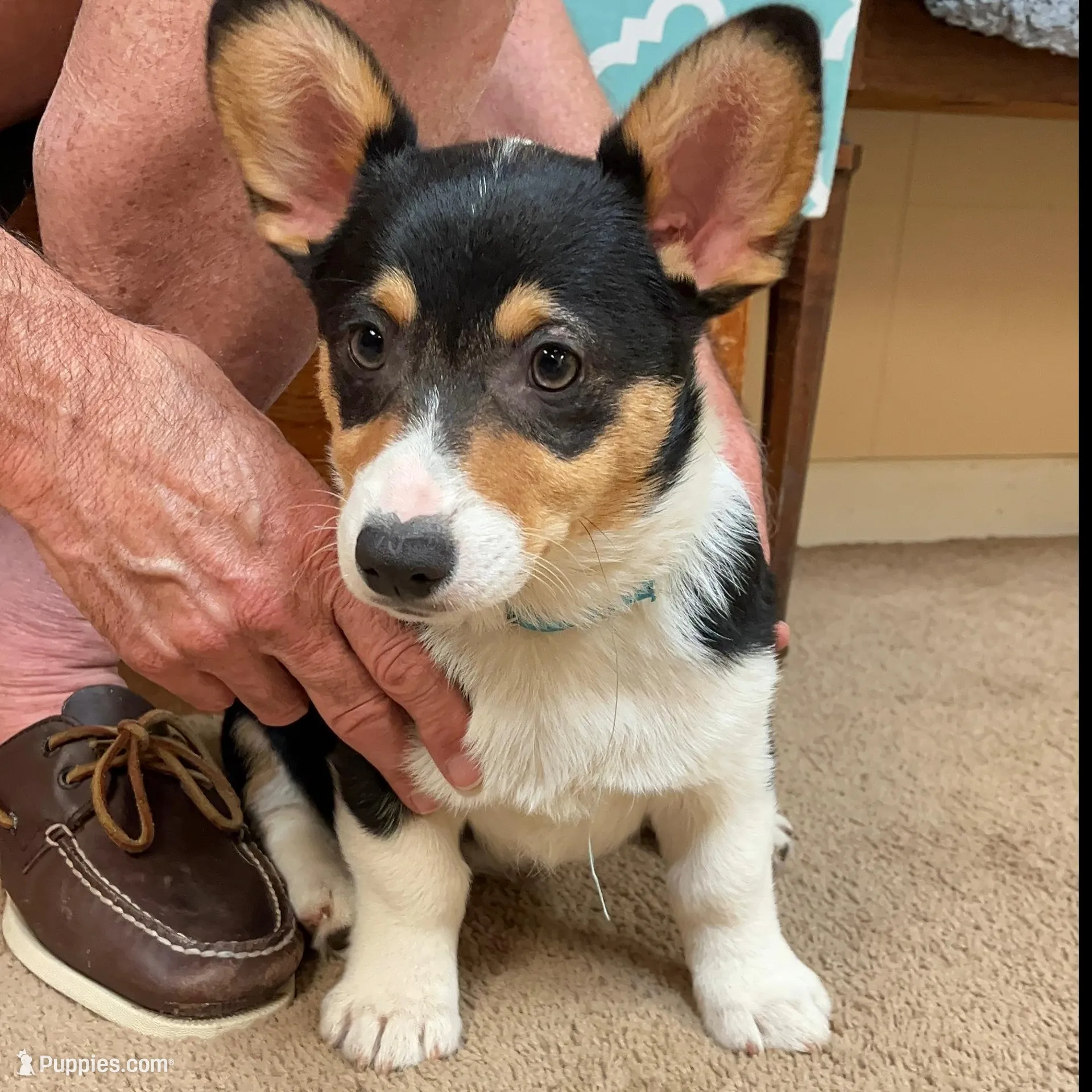 Bluey, a male Pembroke Welsh Corgi for sale in Goodlettsville, TN – Photo 2 of 6