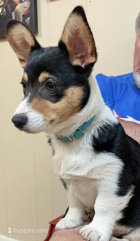 Bluey, a male Pembroke Welsh Corgi for sale in Goodlettsville, TN – Photo 1 of 6