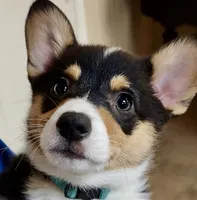 Bluey, a male Pembroke Welsh Corgi for sale in Goodlettsville, TN – Photo 4 of 6