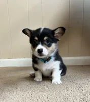 Bluey, a male Pembroke Welsh Corgi for sale in Goodlettsville, TN – Photo 6 of 6