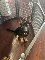 Max, a male German Shepherd Dog for sale in Lathrop, CA – 9 of 10