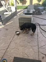 Max, a male German Shepherd Dog for sale in Lathrop, CA – 10 of 10