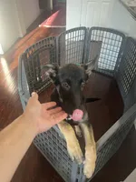Max, a male German Shepherd Dog for sale in Lathrop, CA – 7 of 10