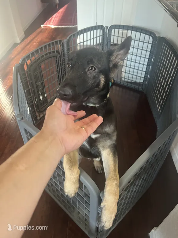 Max – German Shepherd Dog puppy for sale in Lathrop, CA