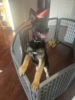 Max, a male German Shepherd Dog for sale in Lathrop, CA – 3 of 10