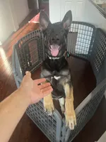 Max, a male German Shepherd Dog for sale in Lathrop, CA – 6 of 10