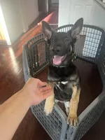 Max, a male German Shepherd Dog for sale in Lathrop, CA – 5 of 10