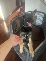 Max, a male German Shepherd Dog for sale in Lathrop, CA – 4 of 10