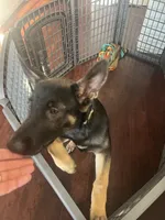 Max, a male German Shepherd Dog for sale in Lathrop, CA – 8 of 10