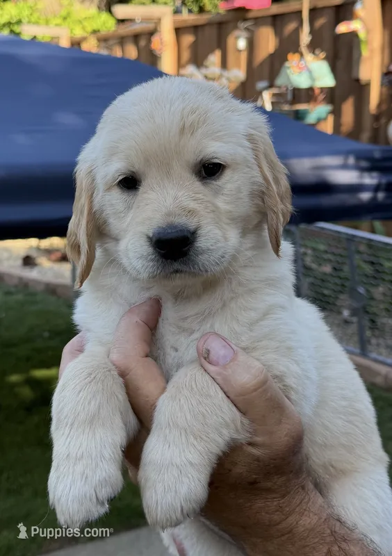 Leia – Golden Retriever puppy for sale in San Jose, CA