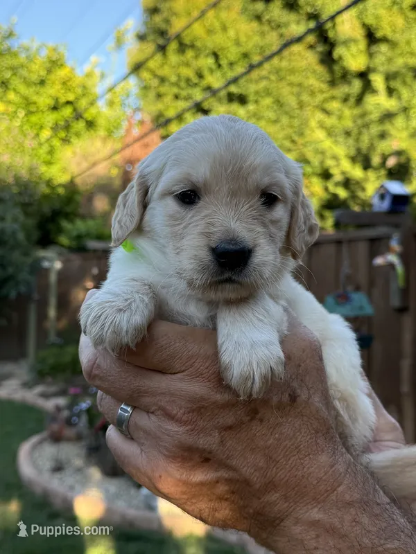 Jyn – Golden Retriever puppy for sale in San Jose, CA