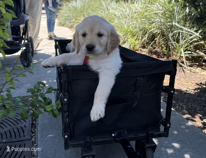 Rey – Golden Retriever puppy for sale in San Jose, CA