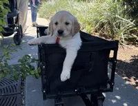Rey, a female Golden Retriever for sale in San Jose, CA – 1 of 4