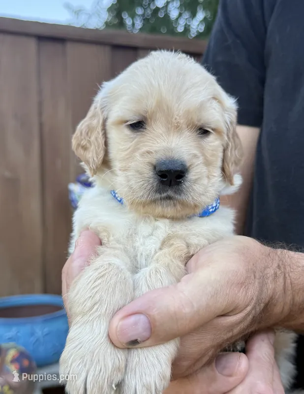 Binks – Golden Retriever puppy for sale in San Jose, CA
