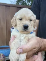 Obi, a male Golden Retriever for sale in San Jose, CA – 2 of 5