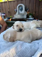 Leia, a female Golden Retriever for sale in San Jose, CA – 1 of 1