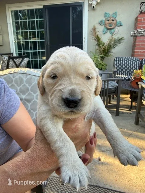 Binks – Golden Retriever puppy for sale in San Jose, CA