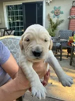 Binks, a male Golden Retriever for sale in San Jose, CA – 1 of 2