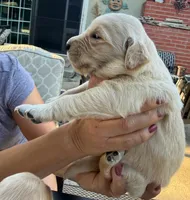Binks, a male Golden Retriever for sale in San Jose, CA – 2 of 2