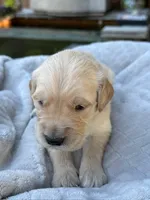 Lando, a male Golden Retriever for sale in San Jose, CA – 2 of 2