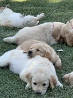 Golden Retriever Pup, a male Golden Retriever for sale in San Jose, CA – 7 of 9