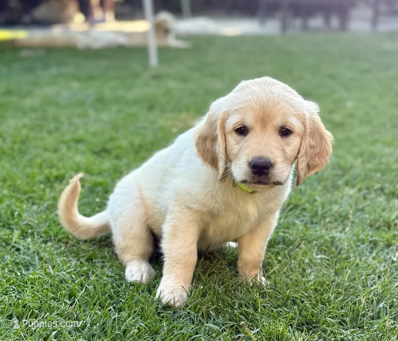 Jyn – Golden Retriever puppy for sale in San Jose, CA