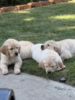 Rey, a female Golden Retriever for sale in San Jose, CA – 3 of 4