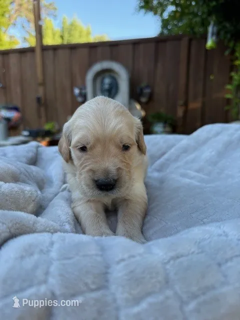 Lando – Golden Retriever puppy for sale in San Jose, CA