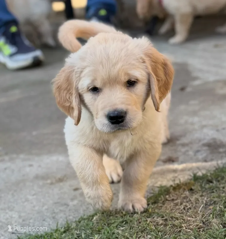Lando – Golden Retriever puppy for sale in San Jose, CA