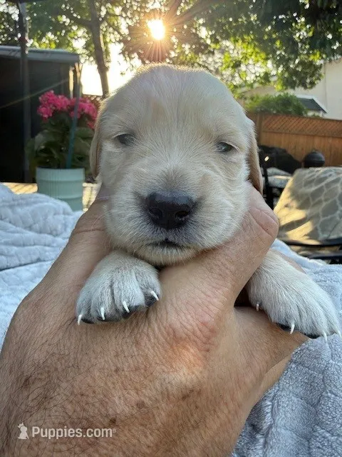 Jyn – Golden Retriever puppy for sale in San Jose, CA