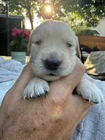 Jyn, a female Golden Retriever for sale in San Jose, CA – 1 of 3