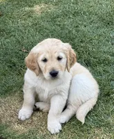 Rey, a female Golden Retriever for sale in San Jose, CA – 4 of 4