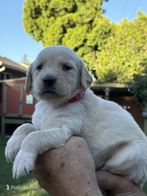 Lando – Golden Retriever puppy for sale in San Jose, CA