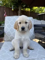 Padme, a female Golden Retriever for sale in San Jose, CA – 1 of 3