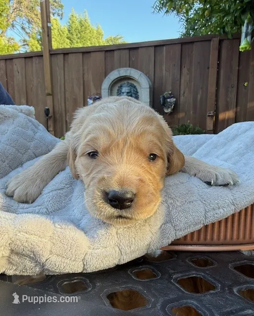 Finny – Golden Retriever puppy for sale in San Jose, CA
