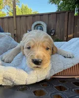 Finny, a female Golden Retriever for sale in San Jose, CA – 1 of 1