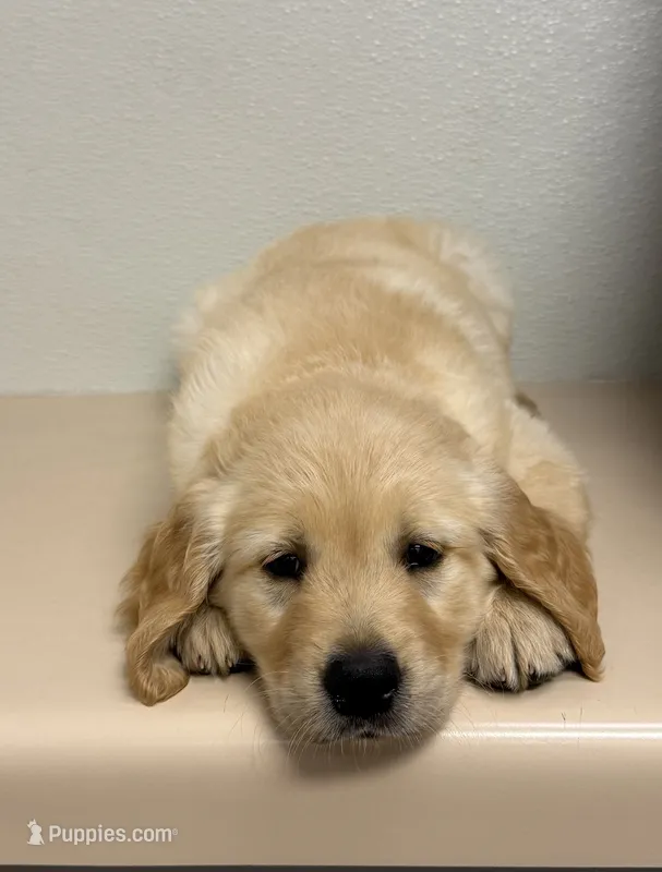 Finny – Golden Retriever puppy for sale in San Jose, CA