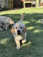 Rey, a female Golden Retriever for sale in San Jose, CA – 2 of 4