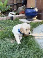 Obi, a male Golden Retriever for sale in San Jose, CA – 5 of 5