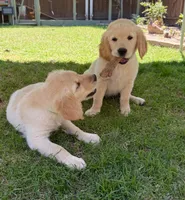 Golden Retriever Pup, a male Golden Retriever for sale in San Jose, CA – 9 of 9