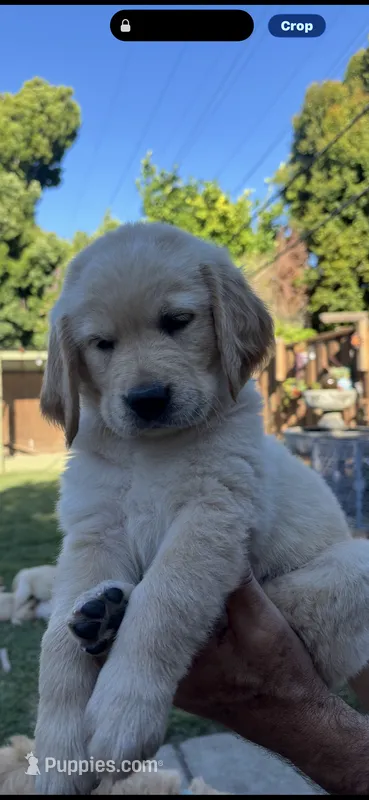 Obi – Golden Retriever puppy for sale in San Jose, CA