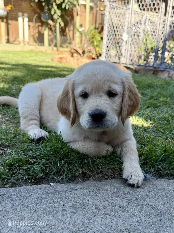 Jyn – Golden Retriever puppy for sale in San Jose, CA