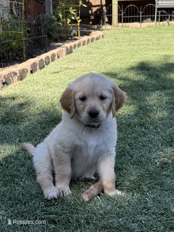 Leia – Golden Retriever puppy for sale in San Jose, CA