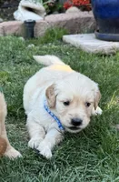 Obi, a male Golden Retriever for sale in San Jose, CA – 4 of 5