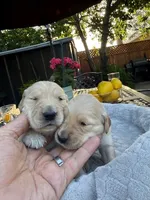 Jyn, a female Golden Retriever for sale in San Jose, CA – 2 of 3